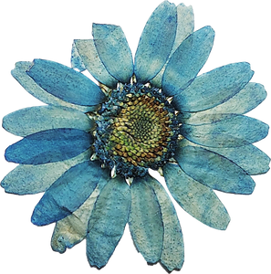 Blue Pressed Flower