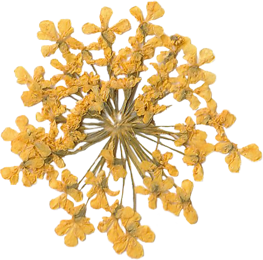 Yellow Dried Pressed Flowers Isolated on Background