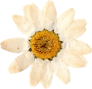 Pressed and Dried White Flower